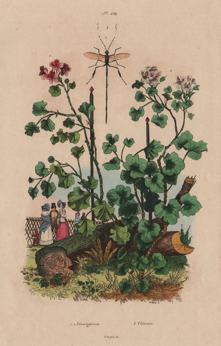 PLANTS. Pélargonium (Geranium). Pelecinus polyturator wasp 1833 old print